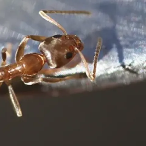 Argentine ant crawling on honey-coated spoon. (Photo by Kathy Keatley Garvey)