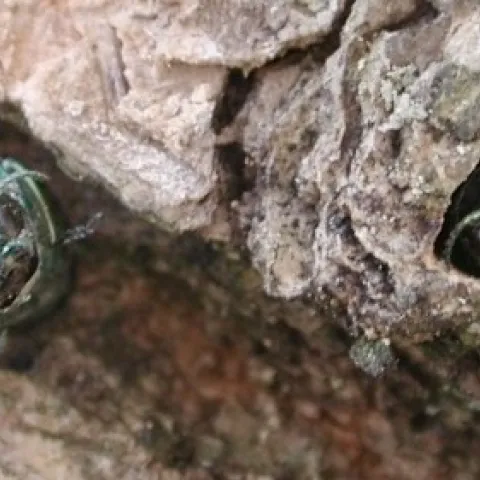Emerald Ash Borer adults emerging from a tree.