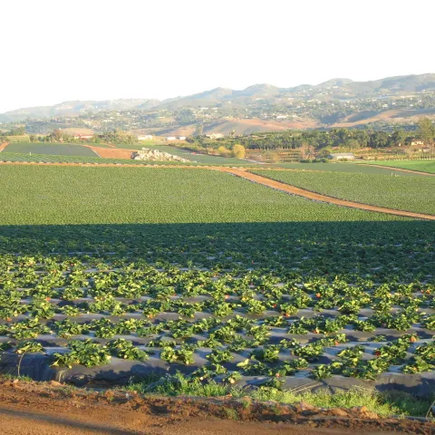 Farm landscape in San Diego County