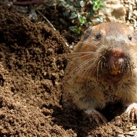 gopher at the entrance to it's mound, UC Marin MG