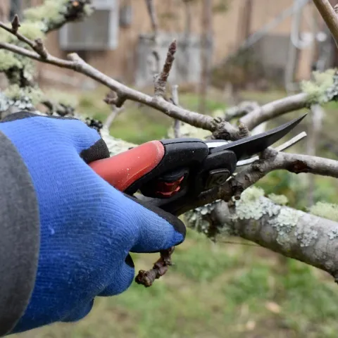 hand pruning a branch with pruners