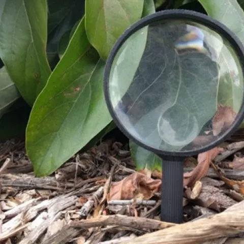 Leaf detection