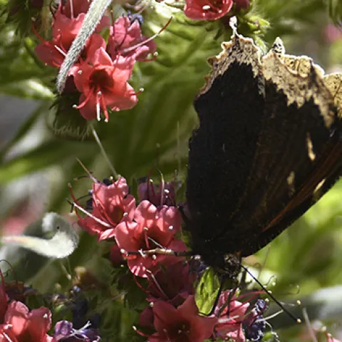 Mourning cloak butterfly on Echium (Photo by Kathy Keatley Garvey)