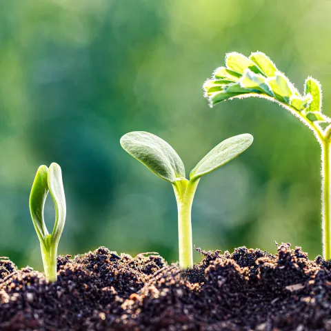 4 growing versions of a seed starting to a seedling with it's true leaves