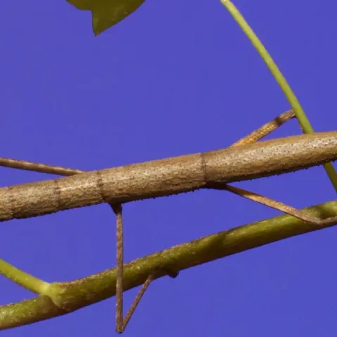 An Indian walking stick on a twig with blue sky in the background