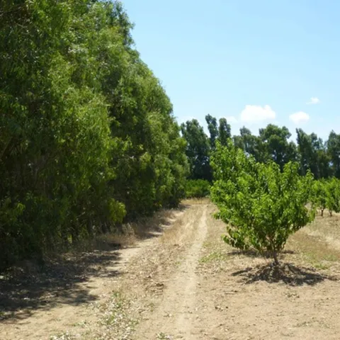 eucalyptus windbreak