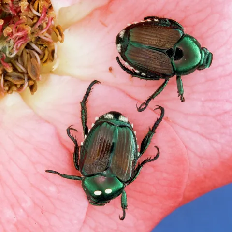 Adult japanese beetles, one with two macrotype parasite eggs of Hyperecteina aldrichi (Tachinidae) on its thorax