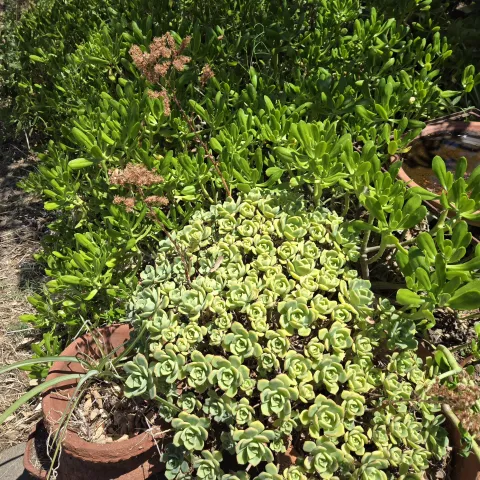A group of green fire resistant succulents and Bulbine