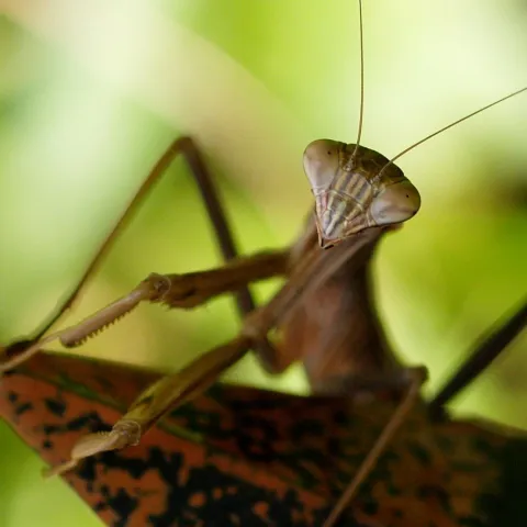 Close up photo of a preying mantic face 