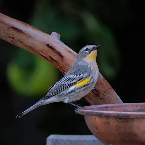 Yellow-rumped Warbler on bird bath. Karen White