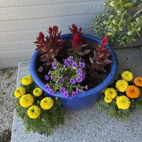 Celosia and Marigolds
