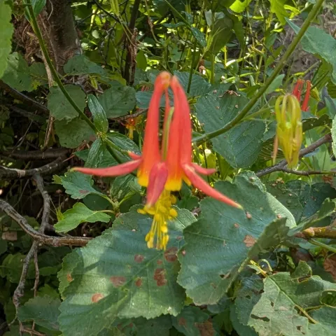 Columbine flower