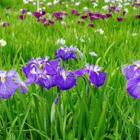 A field of blooming iris