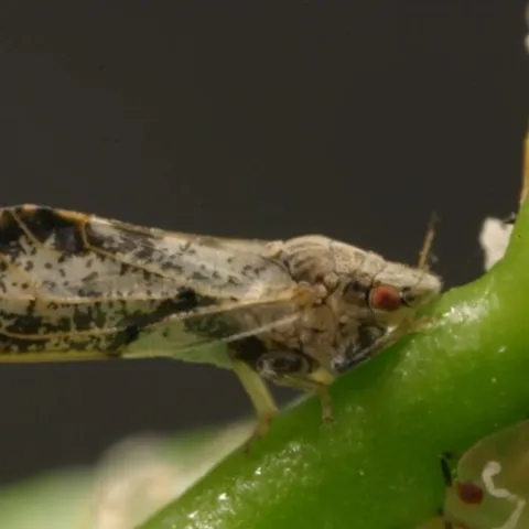 ACP Adult
