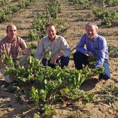 From left, 5. Matthew Fidelibus, Mark Battany, Larry Bettiga crouch to examine old vine Zinfandel vine in the Cucamonga Valley