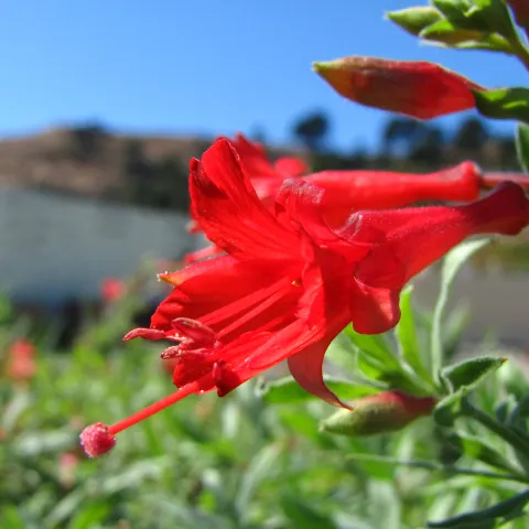 CA Native plant fuschia