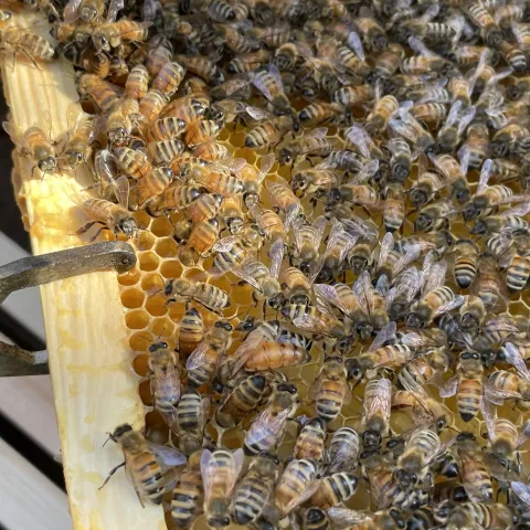 Honeycomb and many bees on a shelf of a hive.