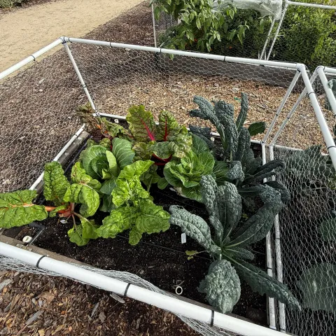 Kale and bok chop plants growing in a raised bed with chicken-wire fencing to protect them from rabbits