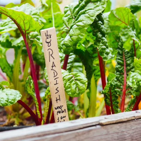 A wooden raised garden bed filled with lush rainbow chard plants.