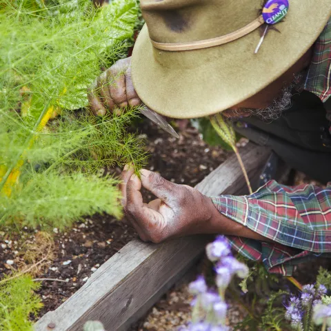 A grower crouches to inspect a plant with a magnifying glass
