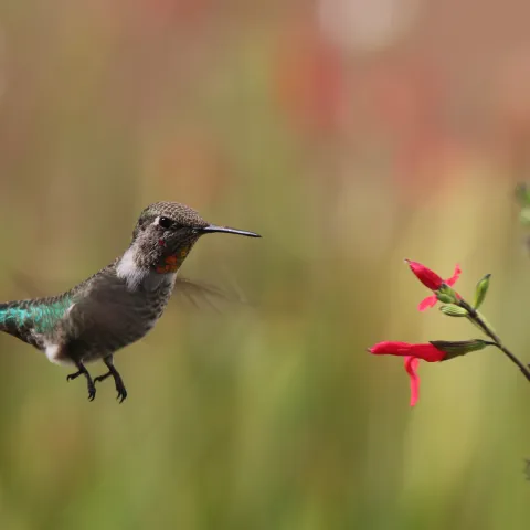 Hummingbird hovering at red salvia flower