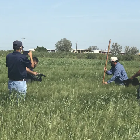 Cuatro personas trabajando en medio de una cosecha de arroz.
