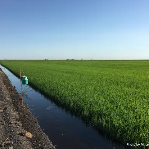 Rice field with a bucket trap for insect monitoring on a stake at the side of the field.