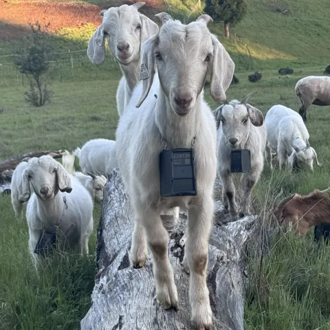 Goats grazing with virtual fence collars.