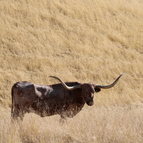 A cow with long horns stands dry field