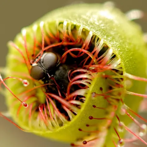 Zoomed in image of the mouth of a Venus Fly Trap, that has caught a fly.