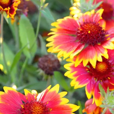 Yellow, orange and burgundy flowers