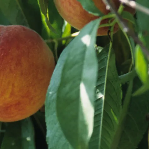 Peaches hanging in a tree