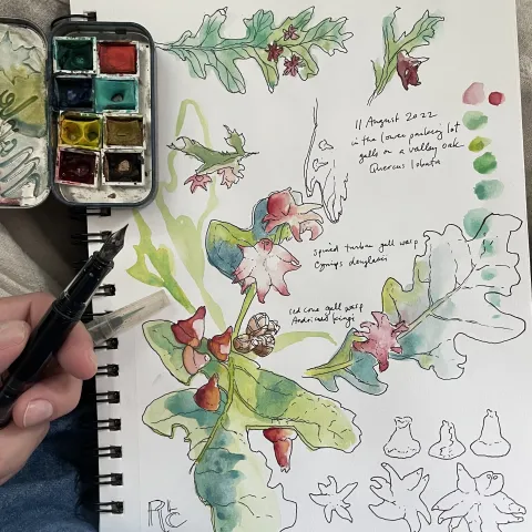 The nature journal of Robin Lee Carlson showing watercolor painting of oak woodland galls in bright red over green oak leaves.