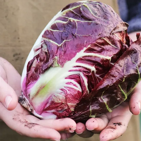 Tips to grow endive, radicchio, escarole and frisée
