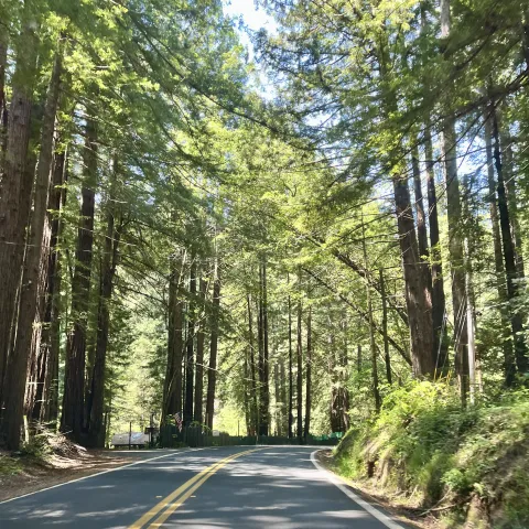Two-lane road through tall trees from perspective of riding inside a car