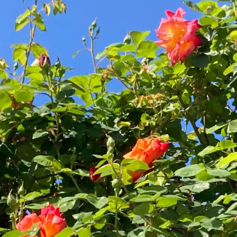 Coral roses on a trellis