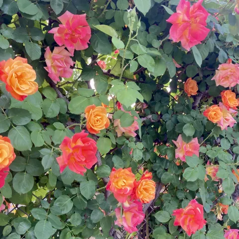 Orange-yellow roses