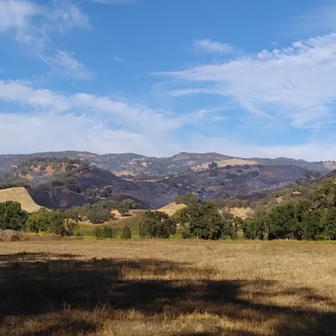 Burned hillside in grass and oakwoodland.