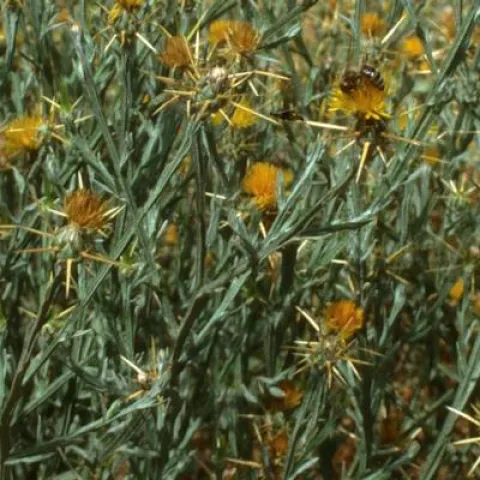 Yellow flowers with thorns