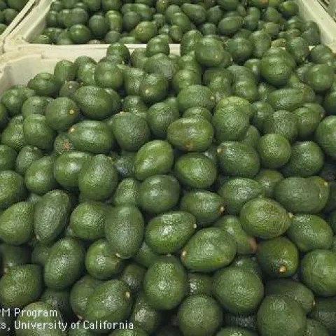 avocado bin