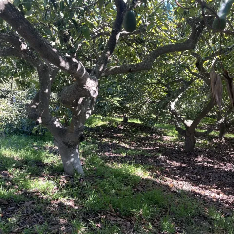 overgrown avocado