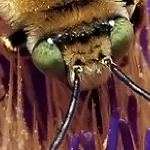 The eyes of a native bee, Svastra obliqua expurgata, on a flowering artichoke.
