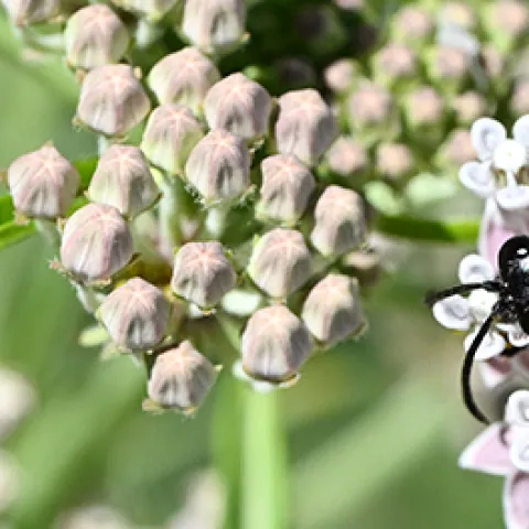 black wasp foraging on milkweed