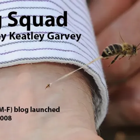 Bug Squad blog image depicts a honey bee sting in action. 