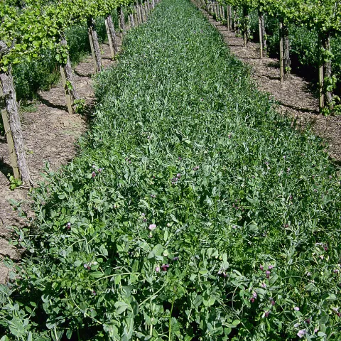 Long strip of green plants, vetch pea cover crop