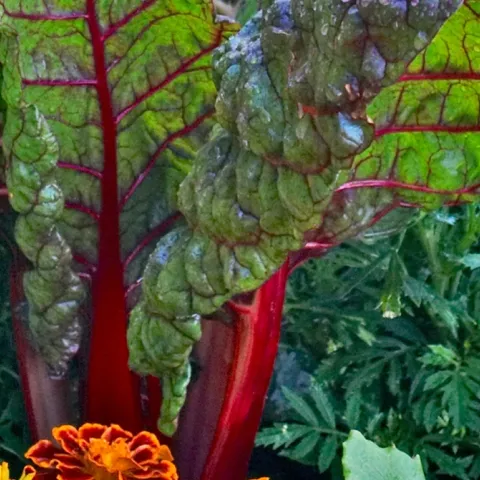 home food garden tips for growing chard in Sonoma County