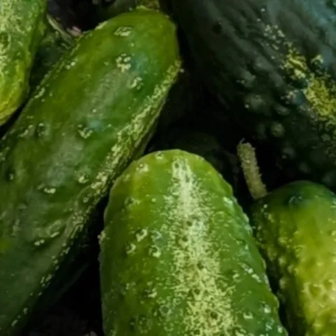 tips for growing cucumbers