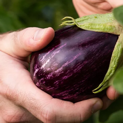 Eggplant