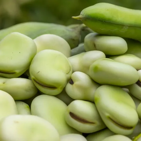 growing fava beans in Sonoma County