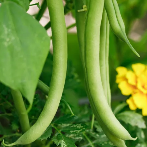 growing green beans in the Sonoma County home garden